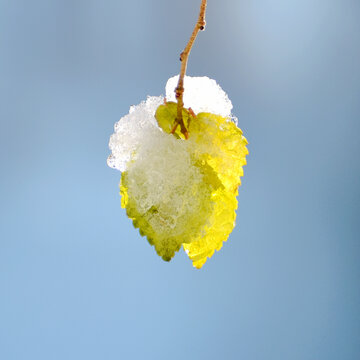 雪花