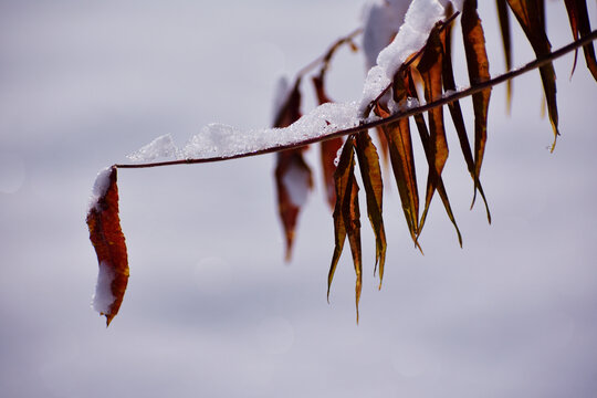 下雪