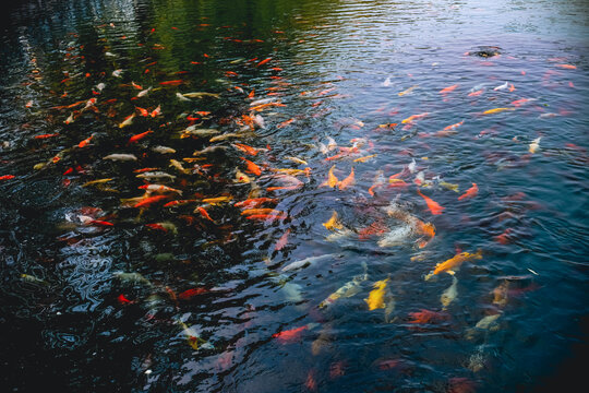 济南百花洲锦鲤