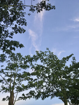 树