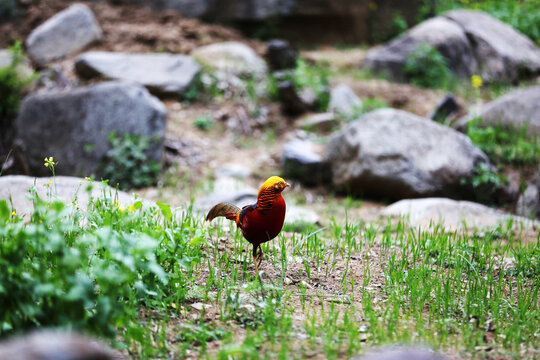 红腹锦鸡