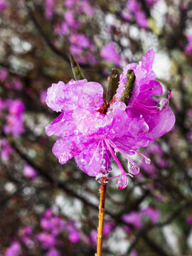 兴安杜鹃花春季