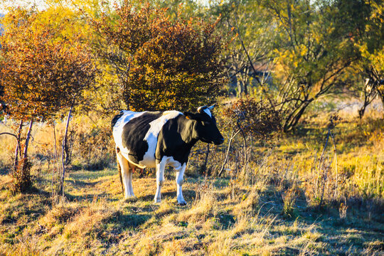 秋季树林草地一头牛