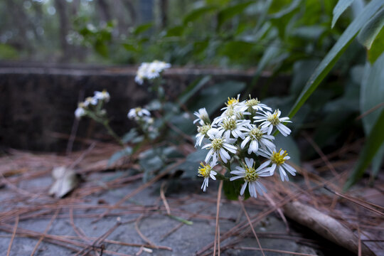 野菊