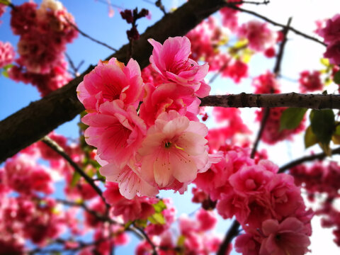 桃花绽放的春天