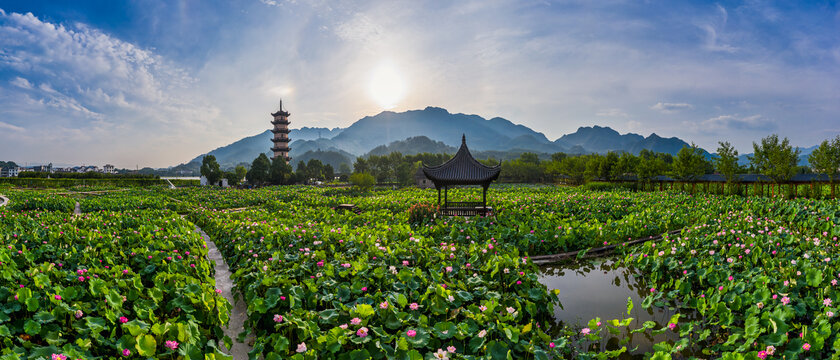 武义十里荷花景区夏季风光全景