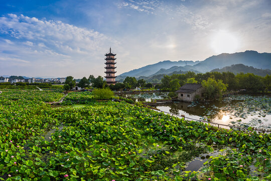 武义十里荷花风景区夏季风光