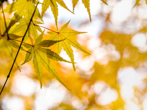 枫叶背景实拍素材