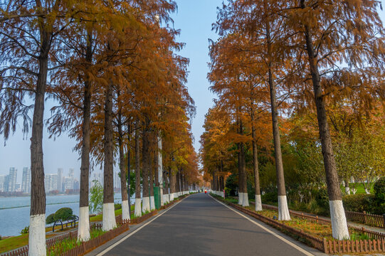 武汉东湖风景区深秋风光