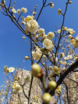 白梅花