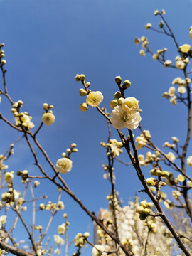 白梅花