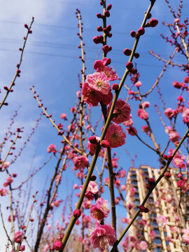 红梅花