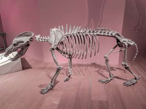 新生代犬兽化石