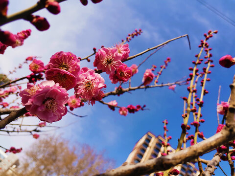 红梅花