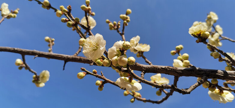 白梅花