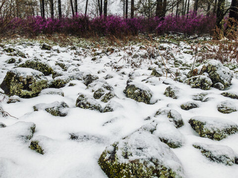 火山岩春季森林杜鹃花白雪