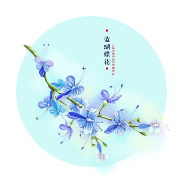 蓝蝴蝶花茶