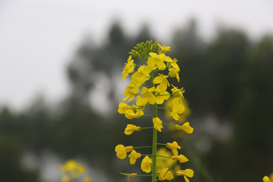 油菜花特写