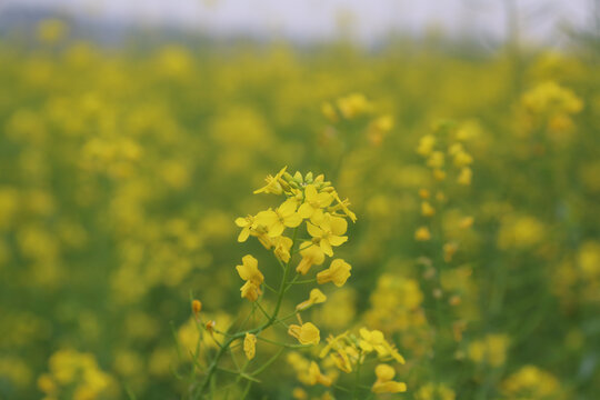 油菜花特写