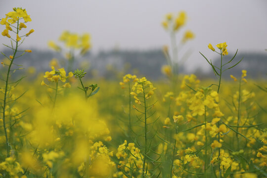 油菜花特写