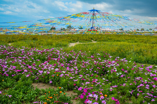 格桑花波斯菊