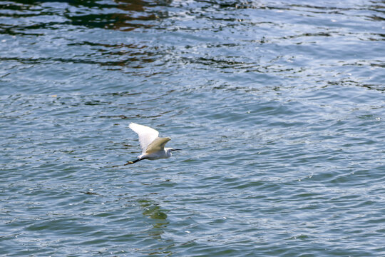 中午海面一只低飞的白鹭
