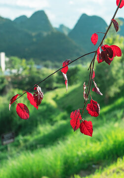 万峰林风光