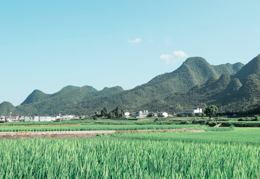 万峰林风光