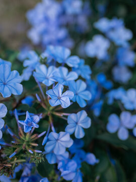 蓝雪花