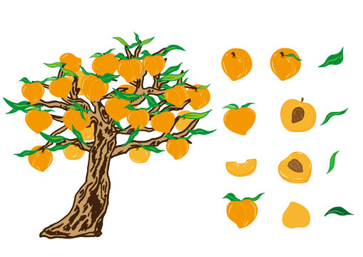 桃子黄桃树插画