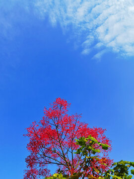 蓝天白云下的红花