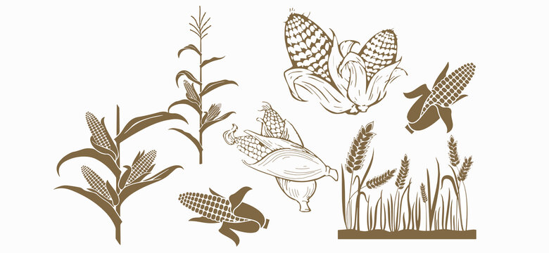 玉米小麦插画