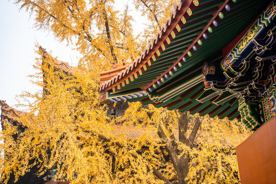 武汉秋天秋景宝通寺银杏