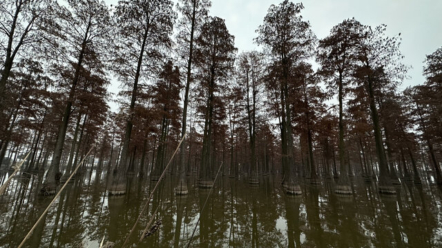 水杉林