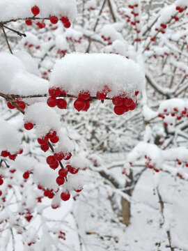 雪中红豆