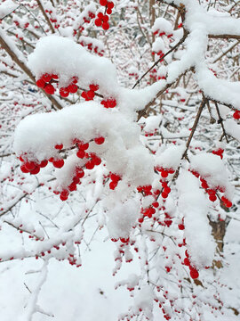 雪中红豆