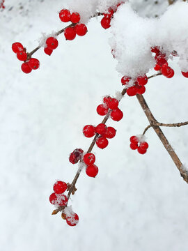 雪中红豆