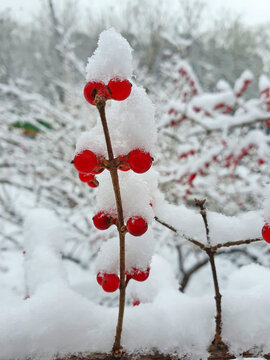 雪中红豆