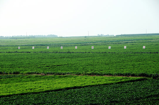 花生基地