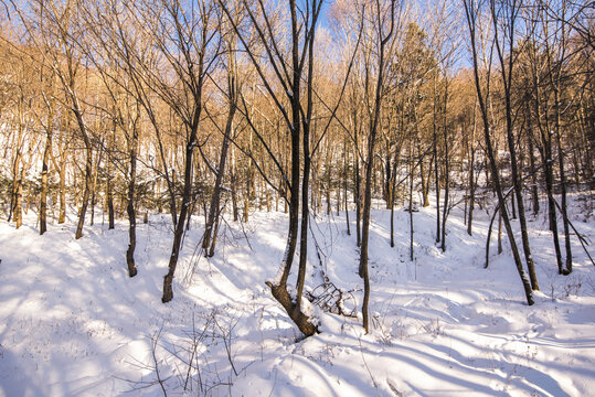 雪景树林