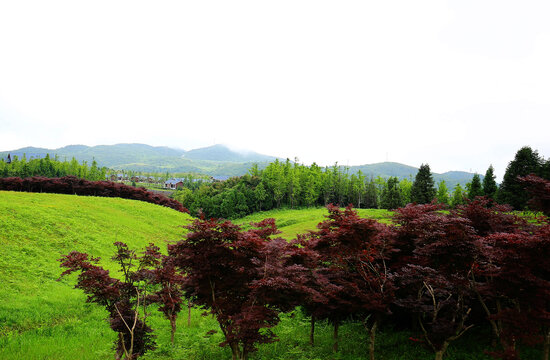 重庆秀山川河盖草场