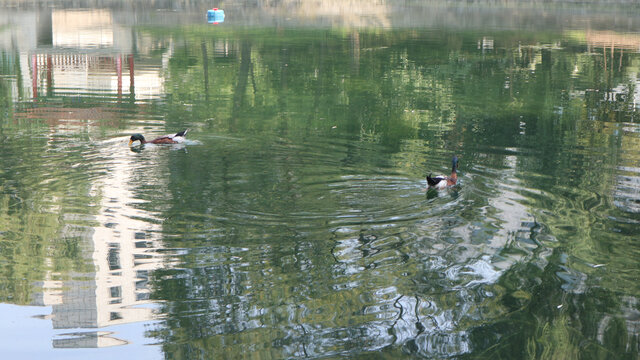 湖中游泳的鸭子