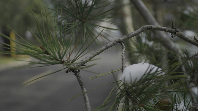 雪落松枝