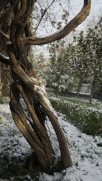 阳光下的古树落雪