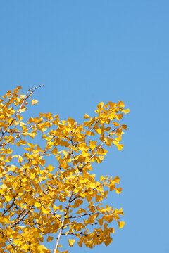 秋季氛围银杏叶
