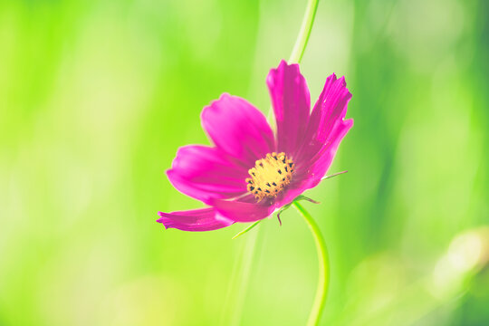 粉色格桑花盛开素材