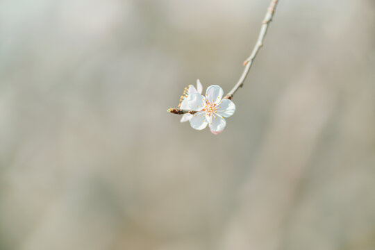 春天开放的白色小花