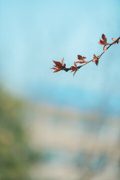 春天蓝天下发芽的枝叶