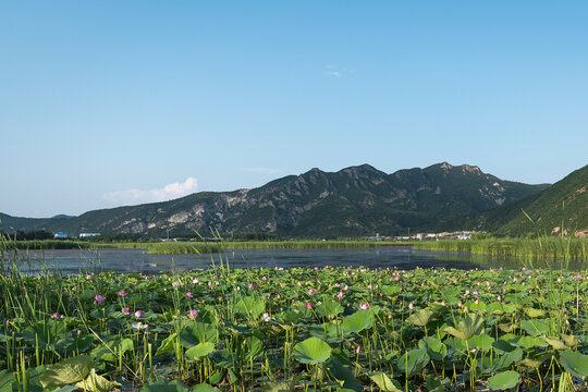 夏天荷花池通透明亮图片