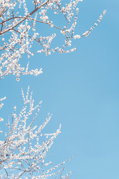 蓝天下盛开的粉白樱花